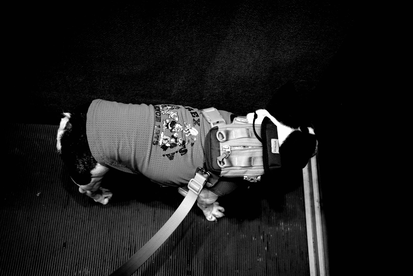 モノクロ写真、服を着て歩くRUMの横姿